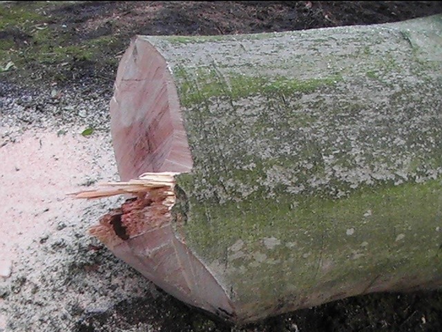 Verwijderde boom