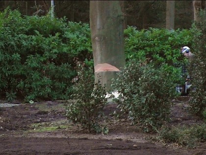 Boom verwijderen