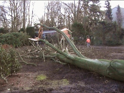 Boom verwijderen