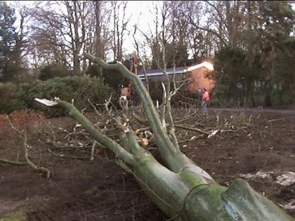 Boom verwijderen