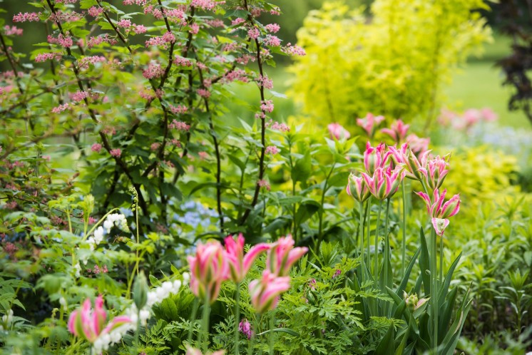 Een border met roze tulpen en licht groende struiken.