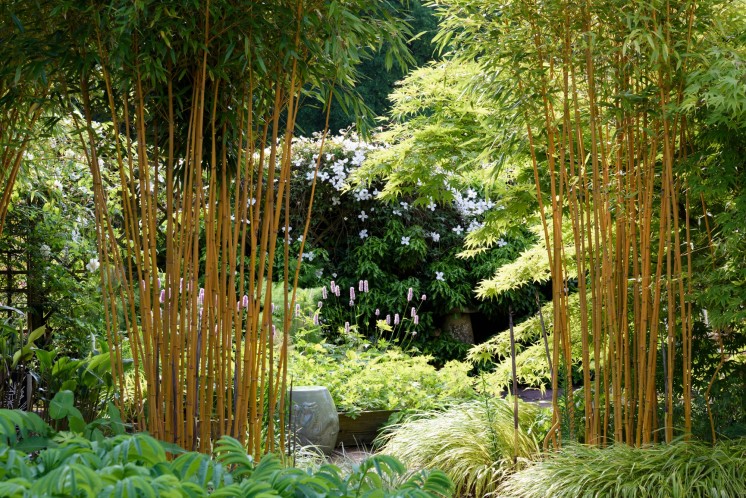 Hoge bamboeplanten in een zonnige tuin.