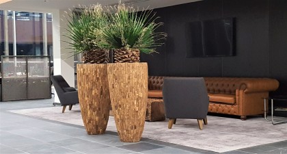 washingtonia_palm.._1_