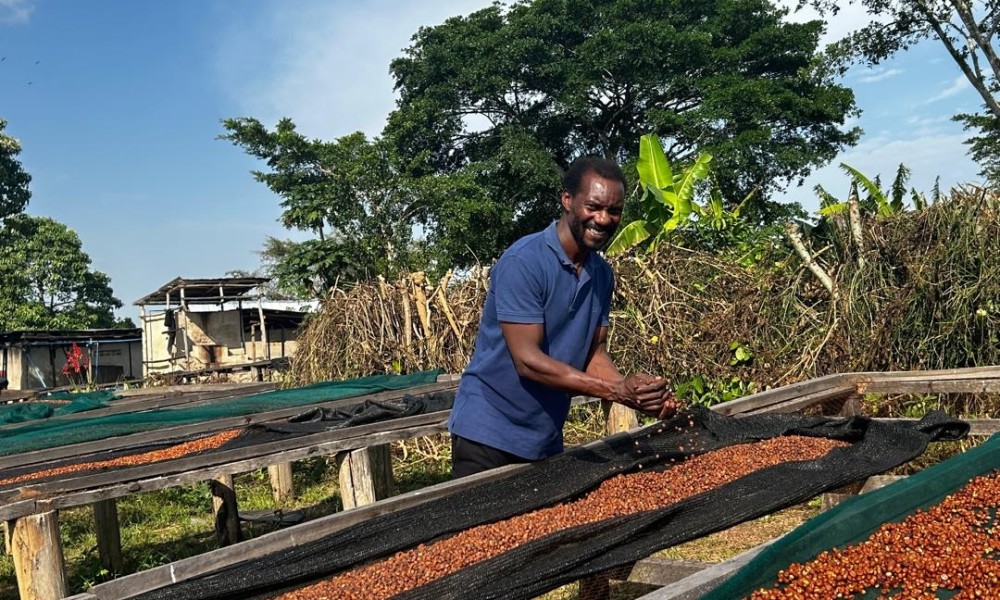 Stephan, een Oegandese Canephora producent, staat aan een droogtafel. De koffiebessen liggen te drogen in de zon.