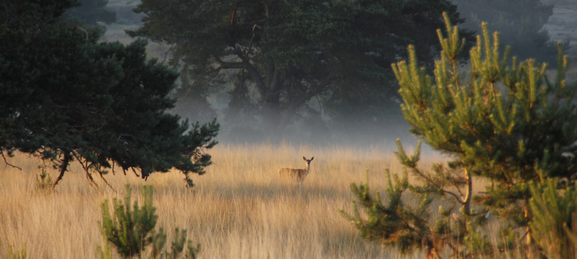 Beeld van een hertje in de ochtendnevel, omringt door bomen en gras